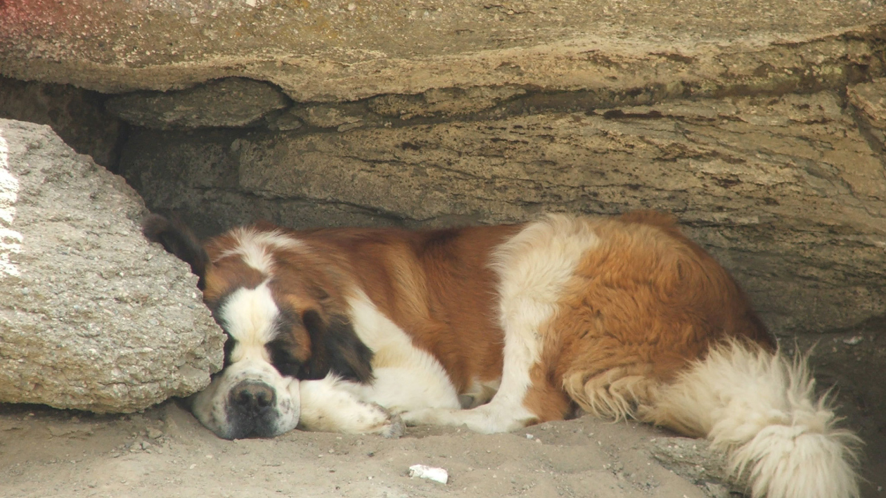 Сенбернар прилег отдохнуть под скалой
