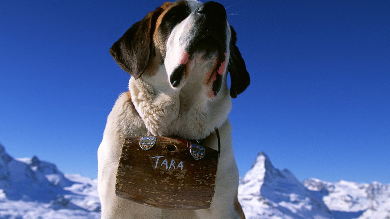 Сенбернар с бочонком вина
