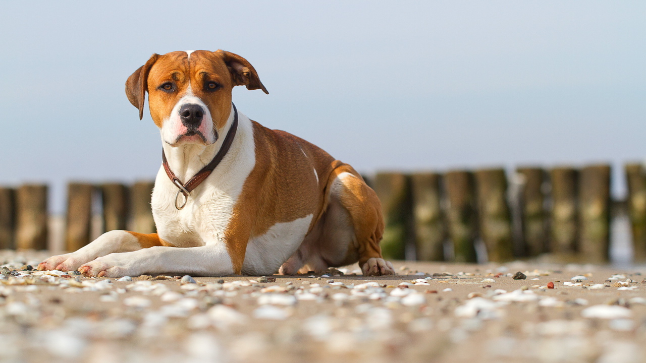 Строгий взгляд пса