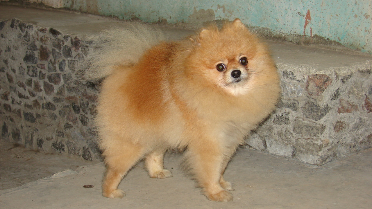 Удивленный рыжий шпиц