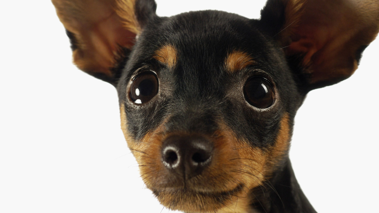 Милая мордашка чихуахуа