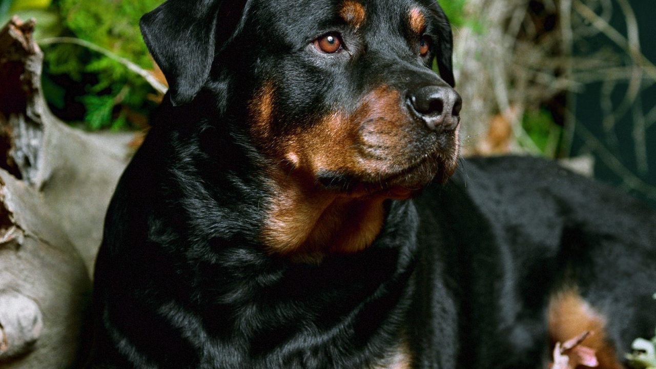 Милая мордашка ротвейлера