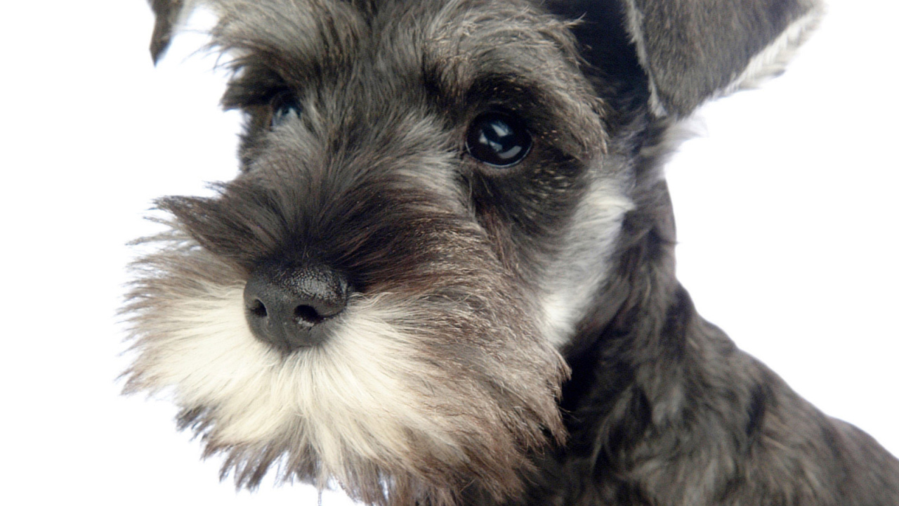 Милая мордочка шнауцера