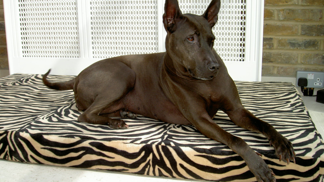 Тайский риджбек на подстилке