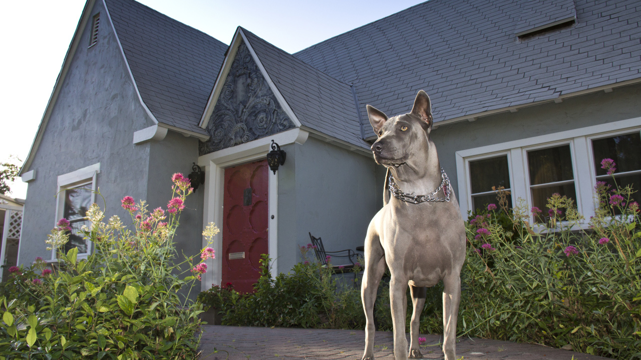 Тайский риджбек охраняет дом