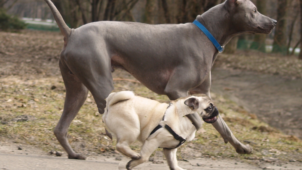 Тайский риджбек наперегонки с мопсом
