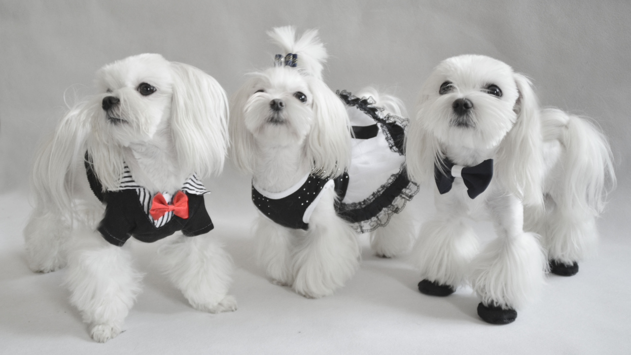 Три мушкетера болонки