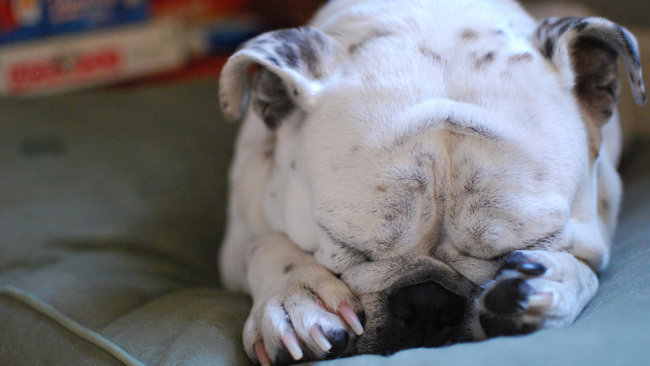 Бульдог закрыл морду лапами