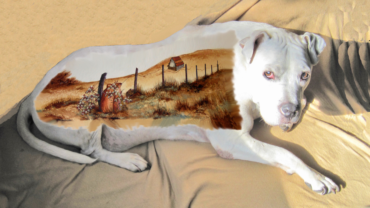 Картина на спине американского стаффордширского терьера