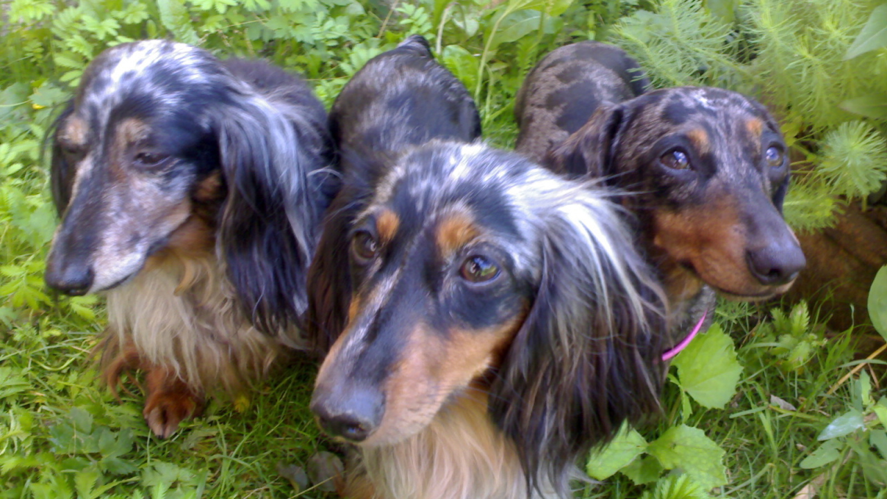 Трио такс в зарослях