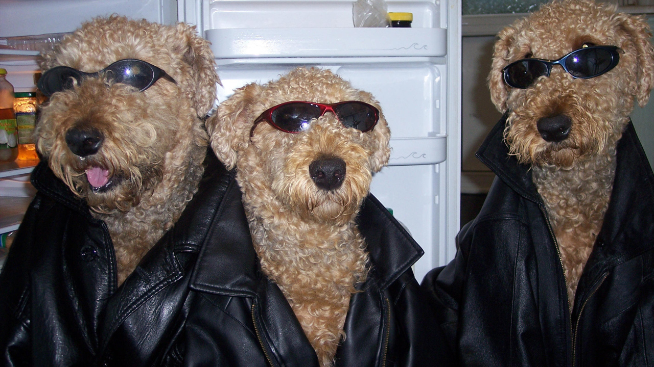 Три эрдельтерьера гангстера