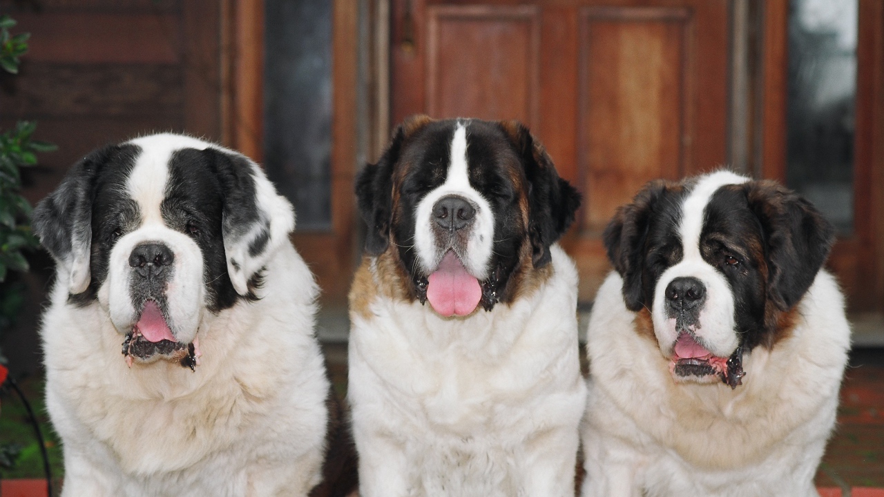 Три больших сенбернара
