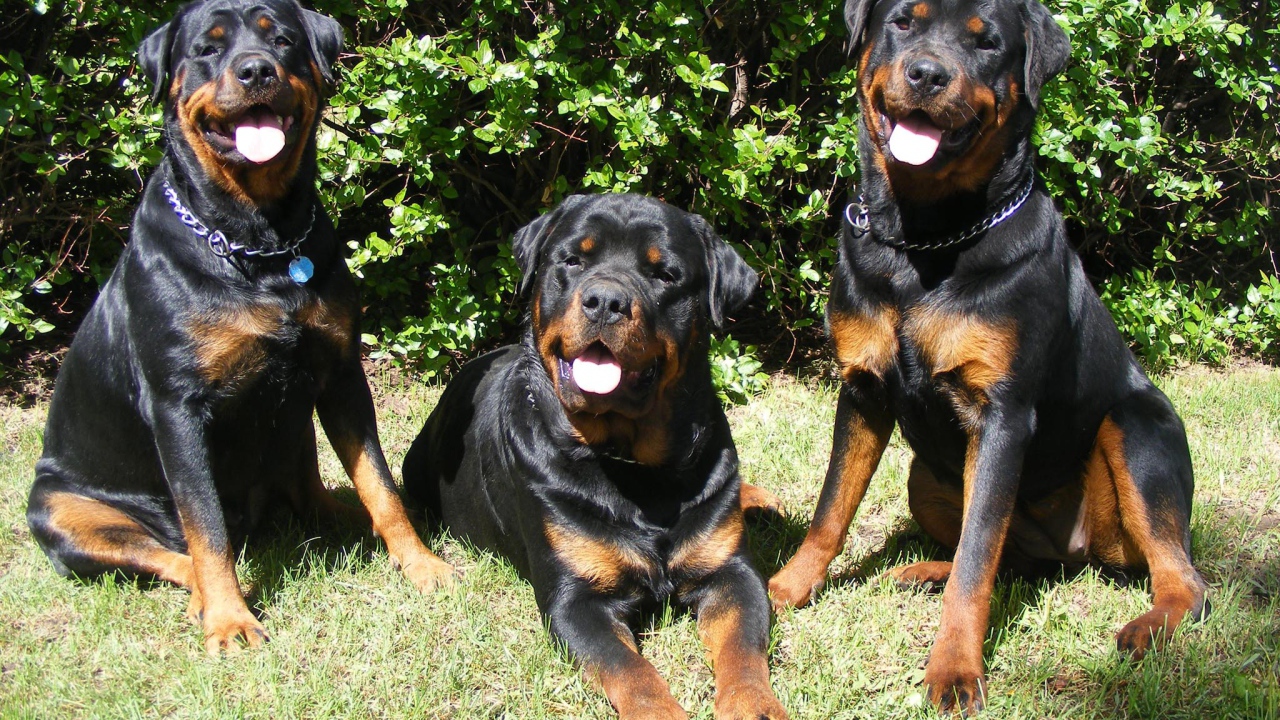 Три друга ротвейлера