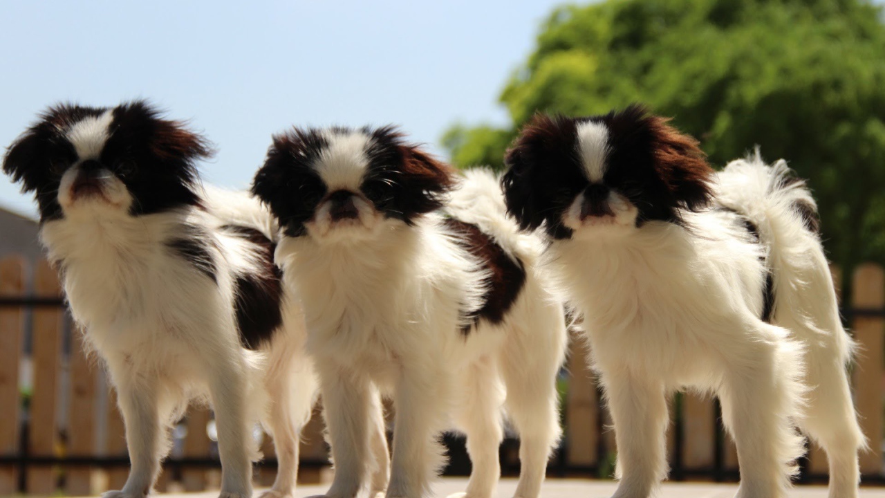 Тройка собак японский хин