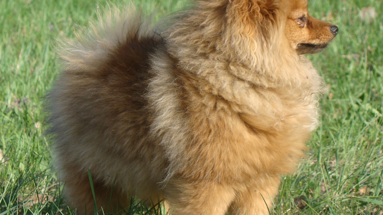 Упитанный шпиц на траве