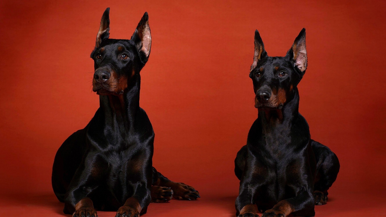 Два добермана на красном фоне