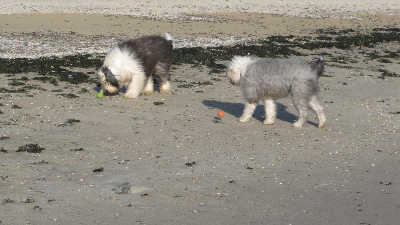 Два бобтейла на пляже
