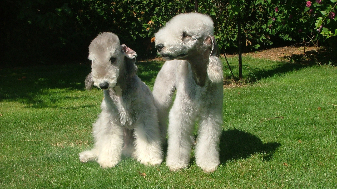 Две милых собачки бедлингтон терьер