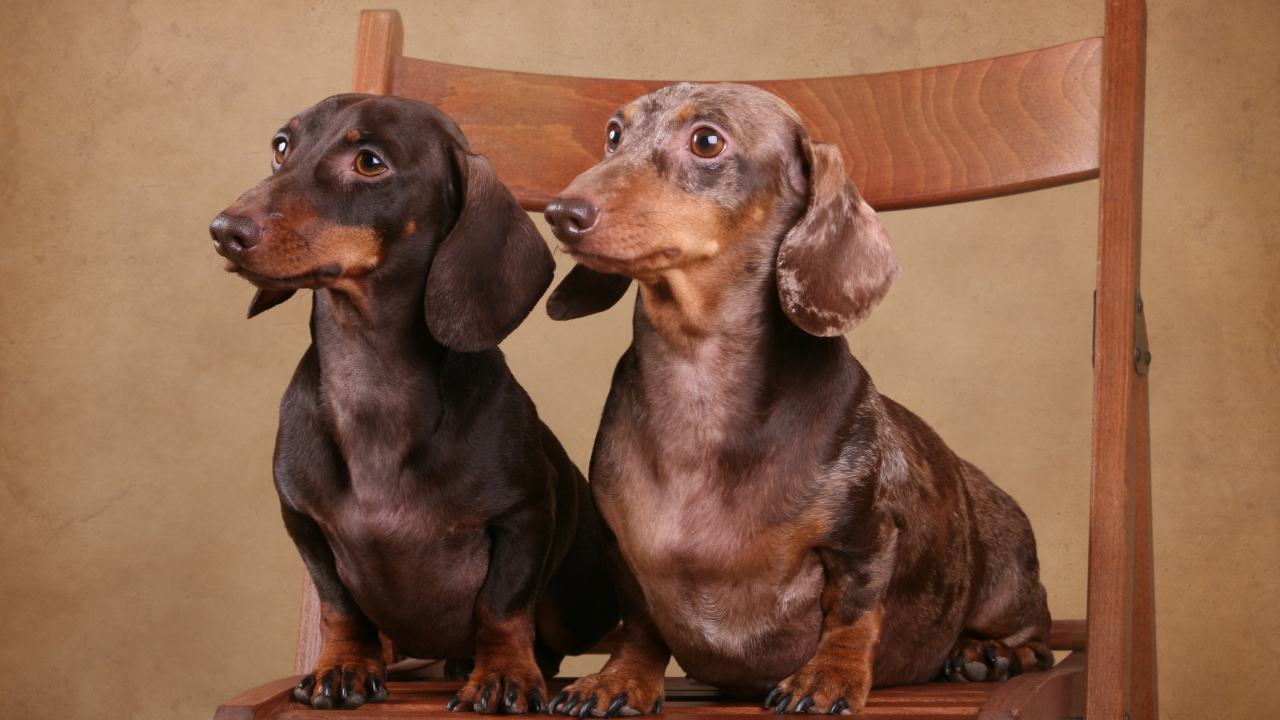 Две таксы на стуле