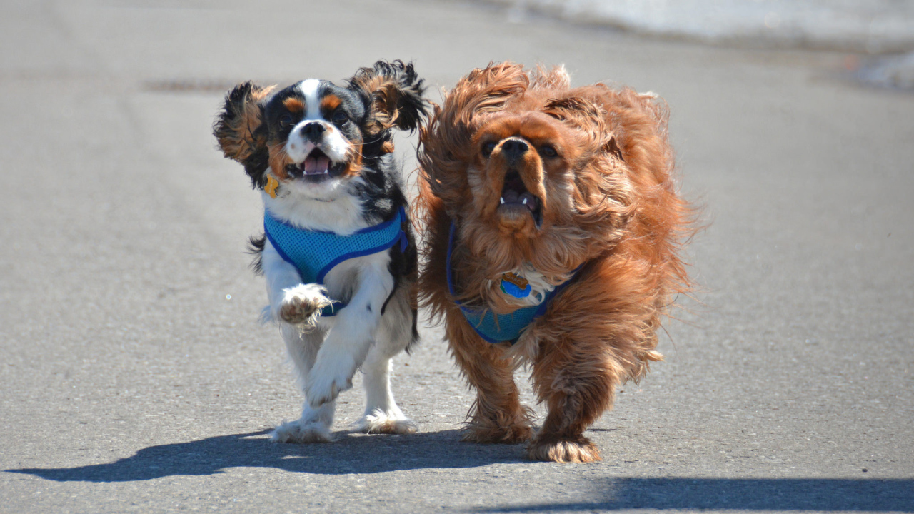Две собаки кавалер кинг чарльз спаниель на пляже