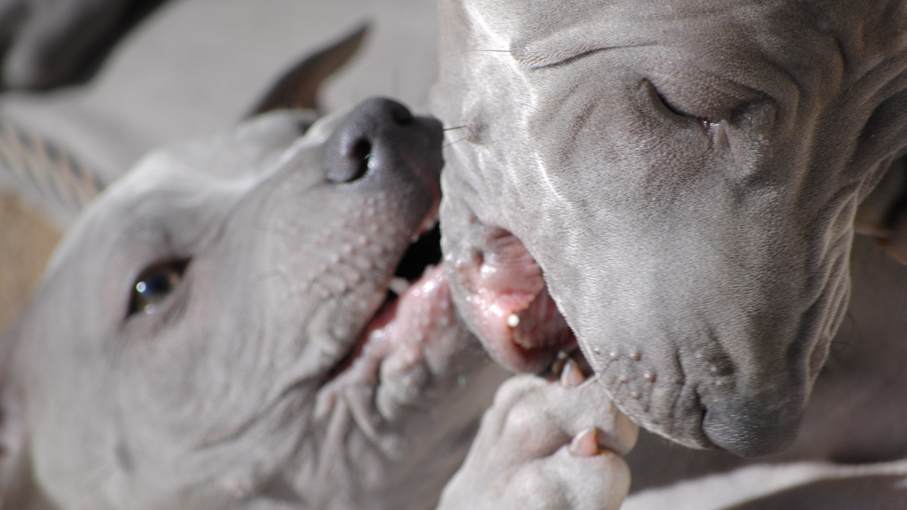 Две собаки тайский риджбек