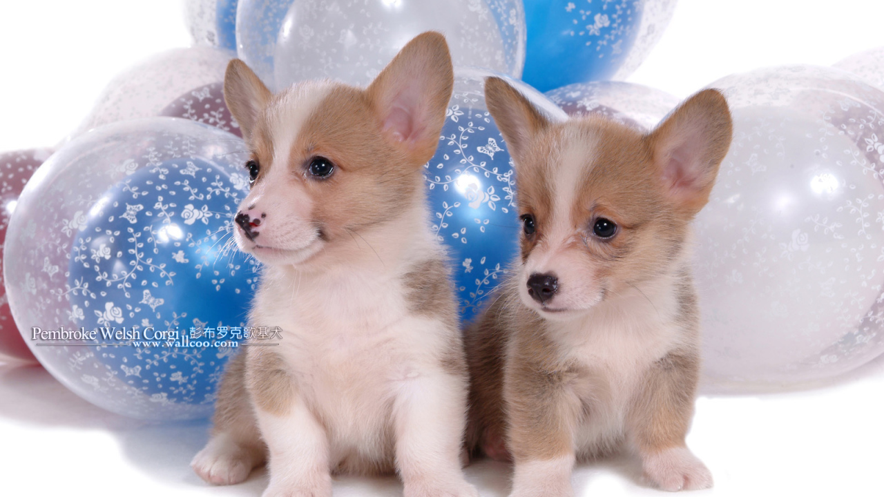 Два щенка вельш-корги на фоне шаров