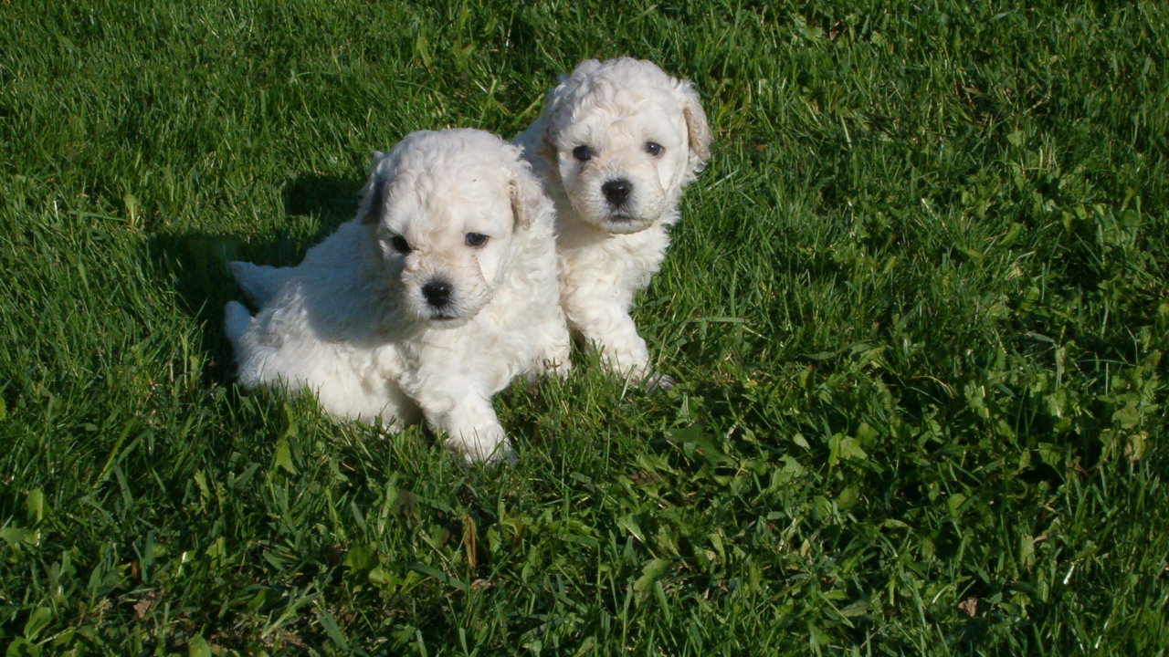 Два щенка собаки комондор