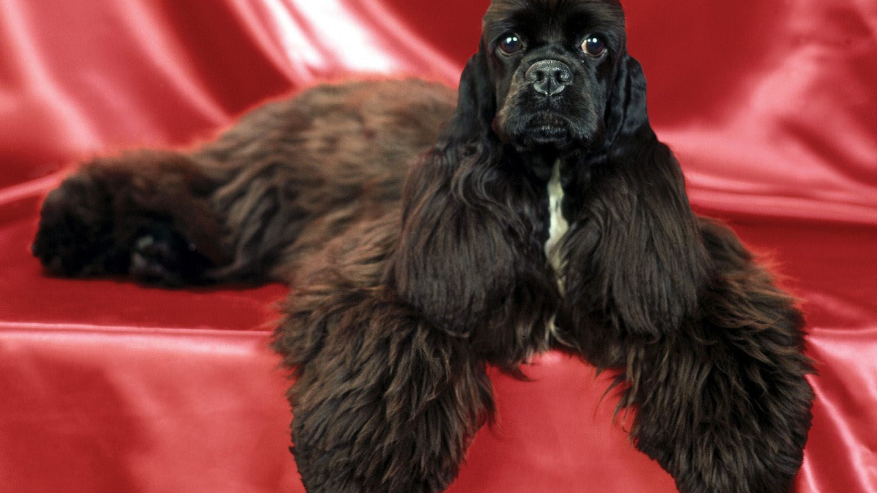 Необычный пес спаниель