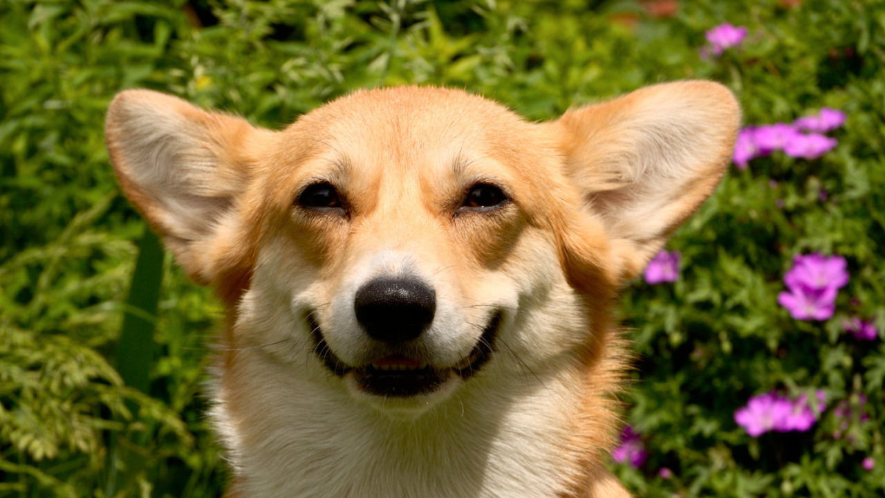Улыбающаяся вельш-корги