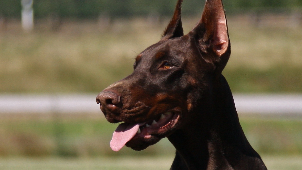 Красивый доберман