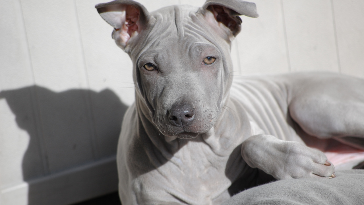 Взгляд тайского риджбека