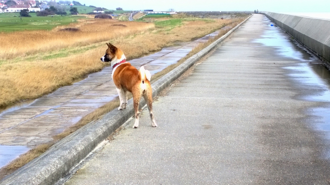 Прогулка американской акиты у моря