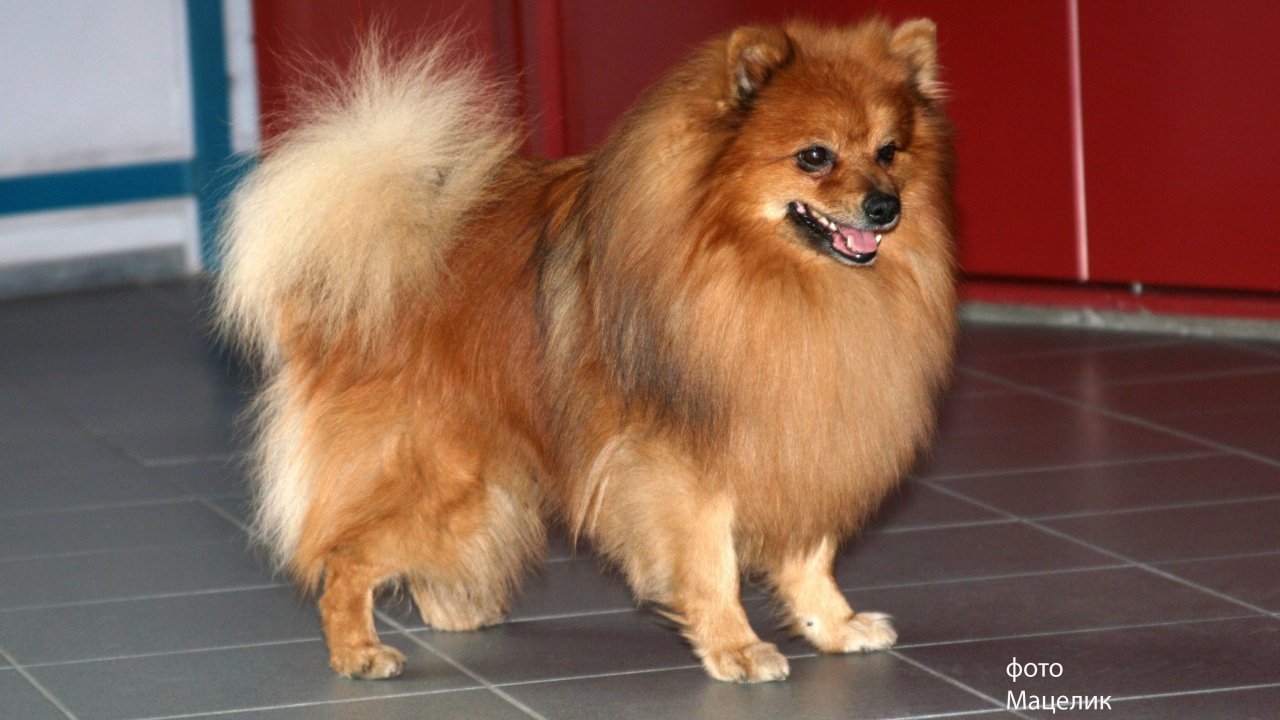 Ухоженный немецкий шпиц