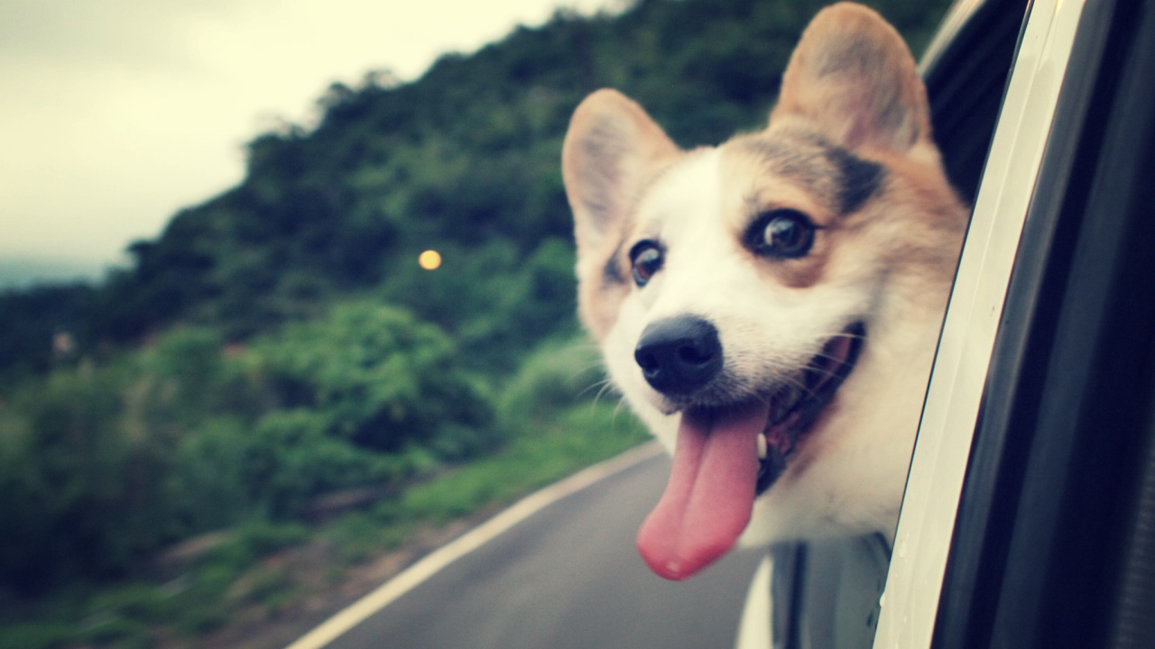 Вельш-корги смотрит в окно