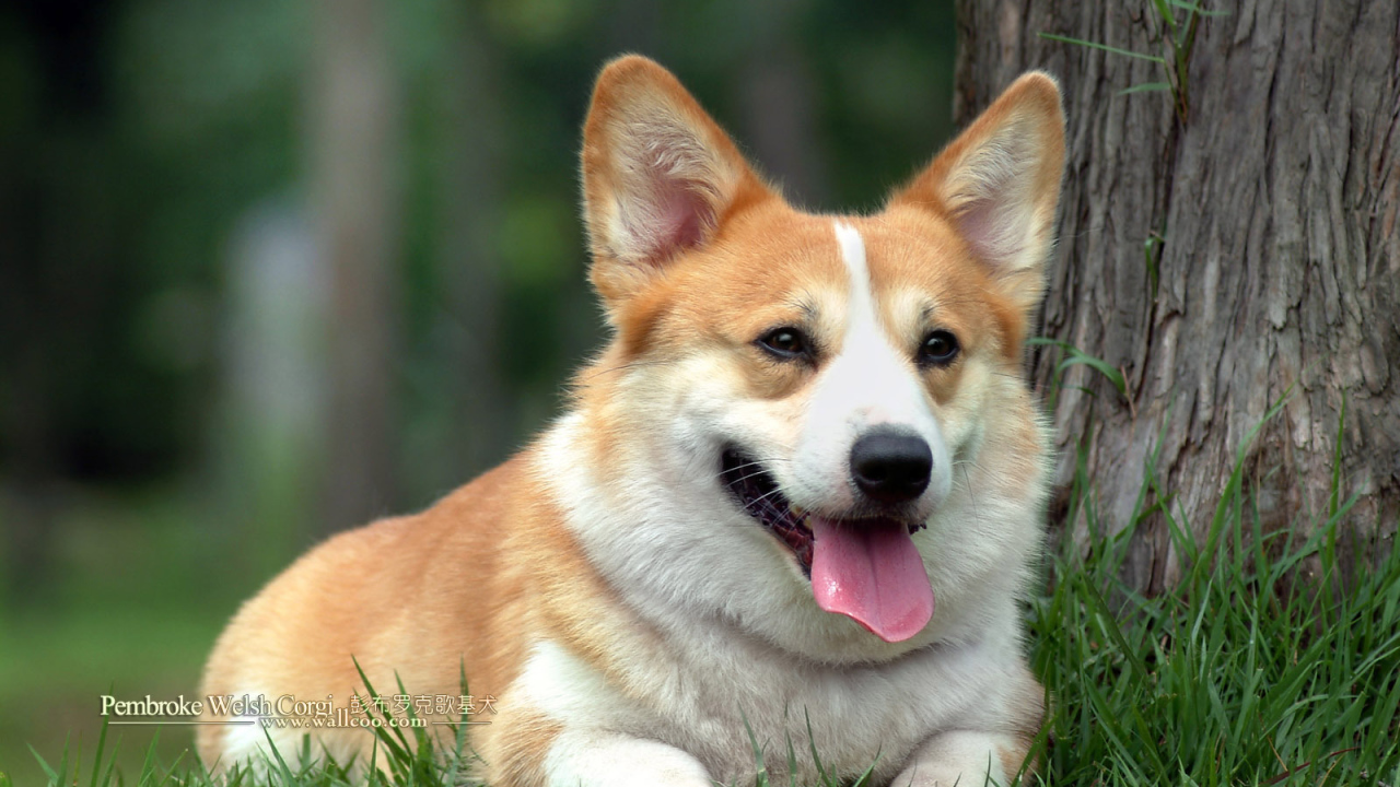 Вельш-корги лежит под деревом