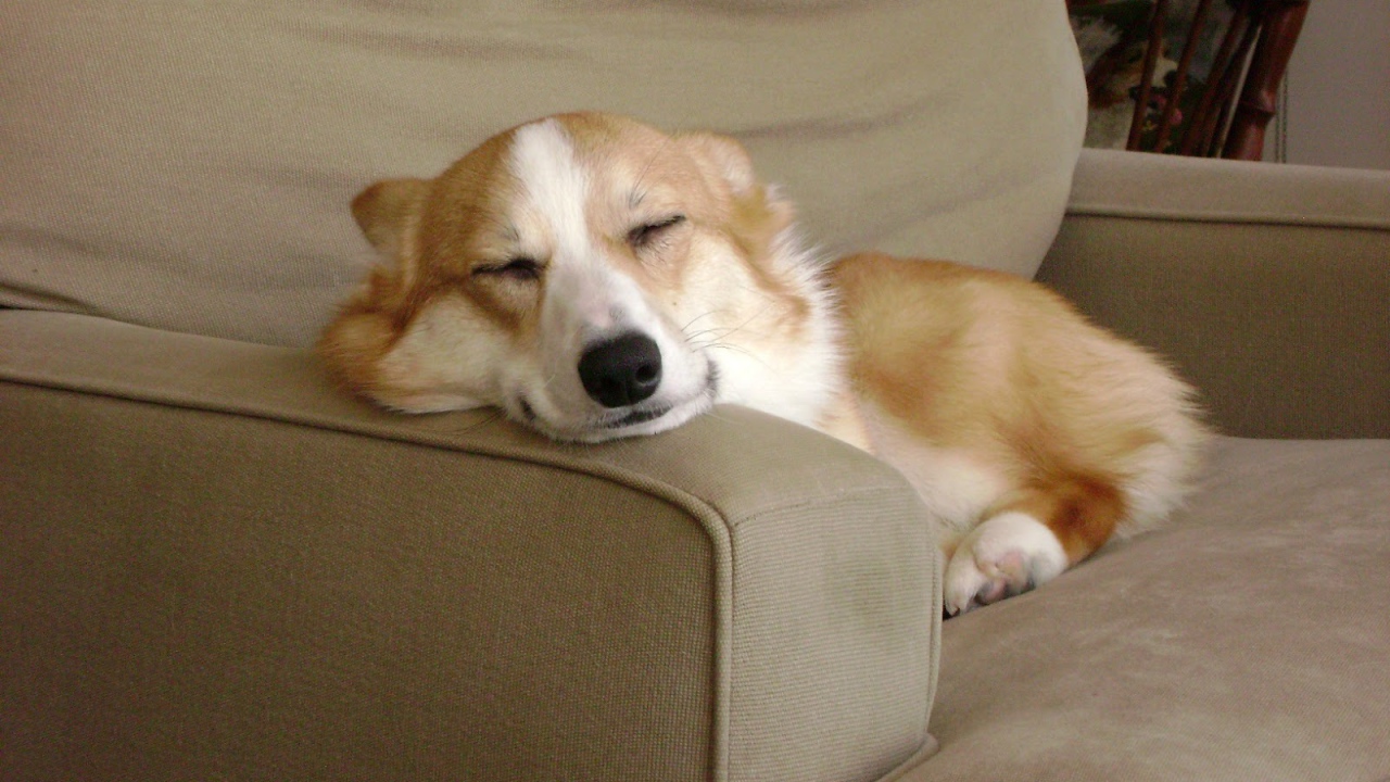 Вельш-корги спит на кресле