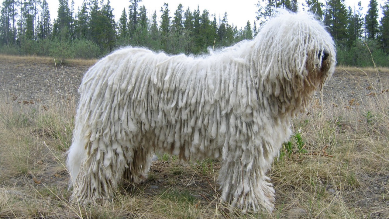 Белый комондор на поляне