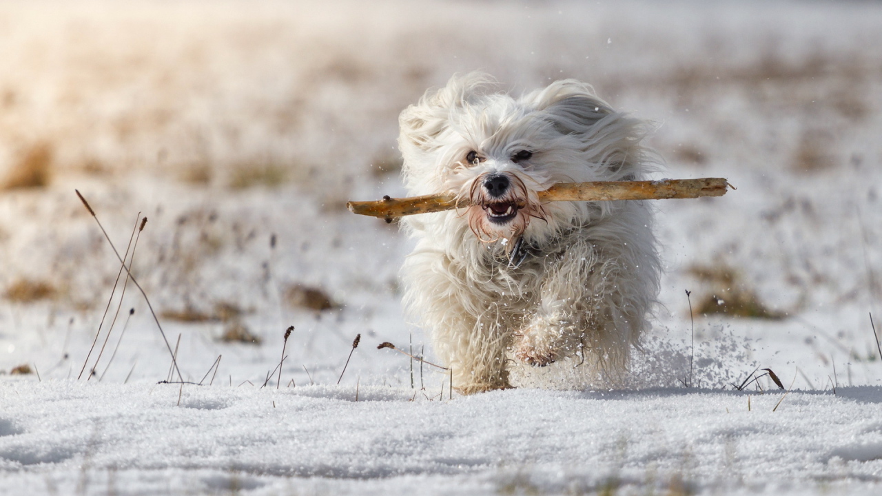 Белый пудель бежит по снегу