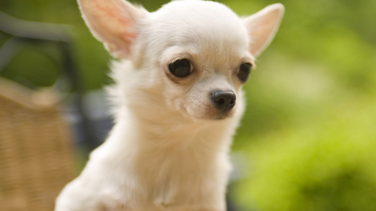 Белая чихуахуа на природе