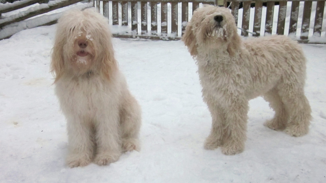 Белые собаки барбет