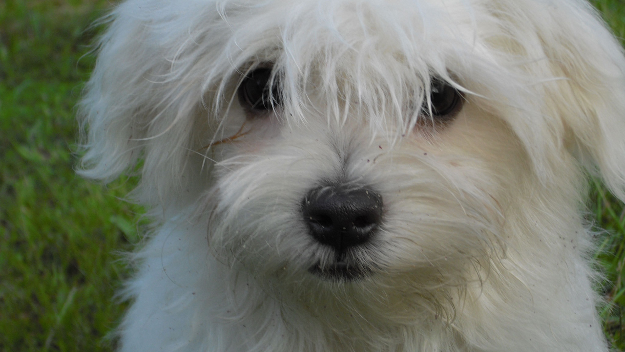 Белая болонка на газоне