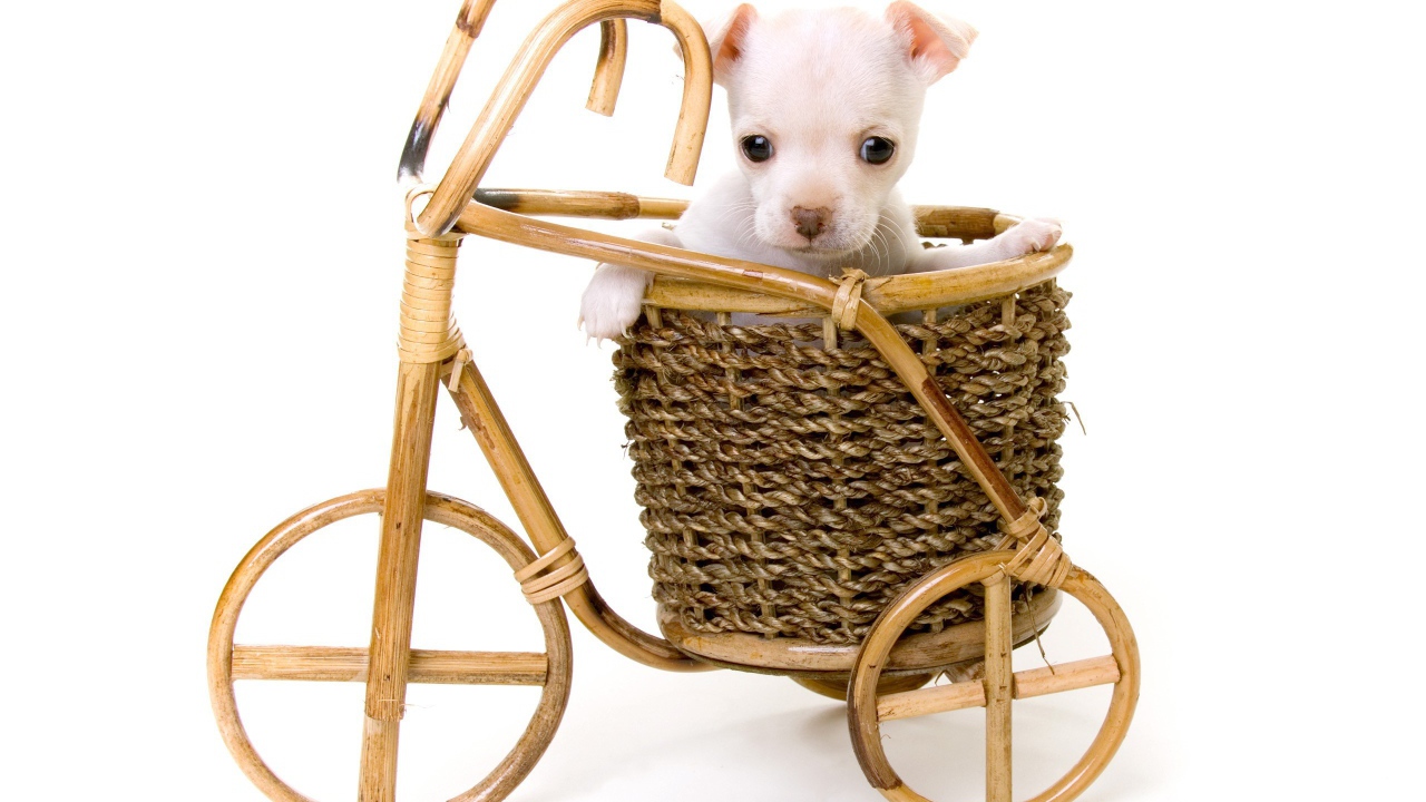 Белый щенок в корзине