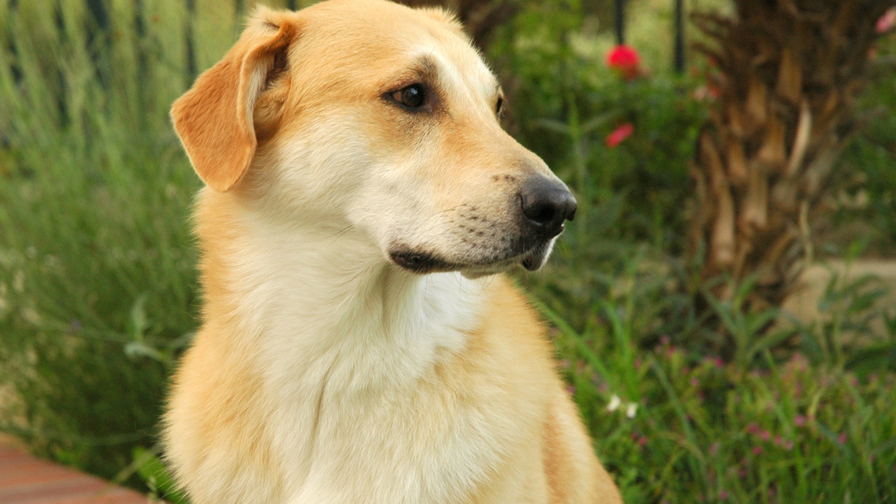 Желтый пес чинук