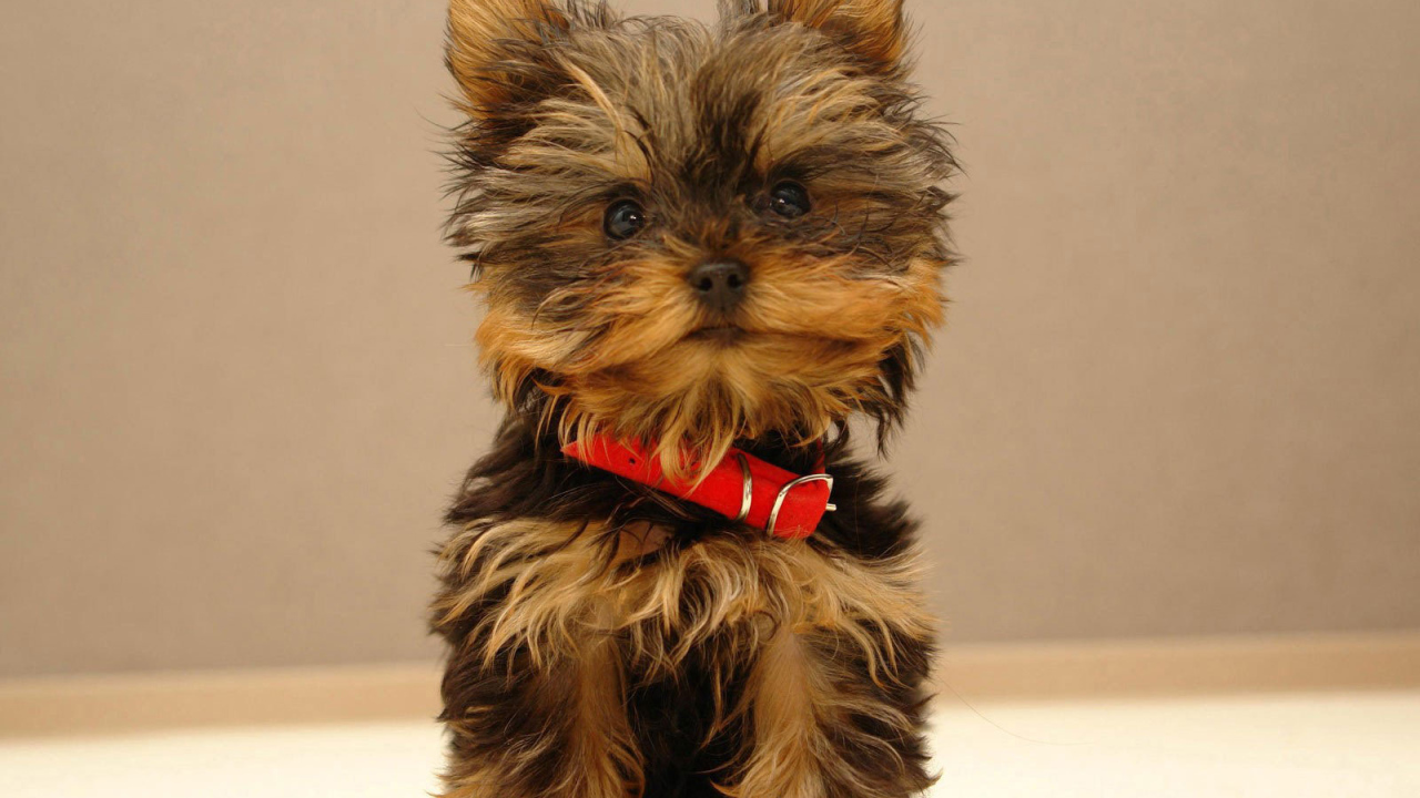 Щенок йоркширского терьера