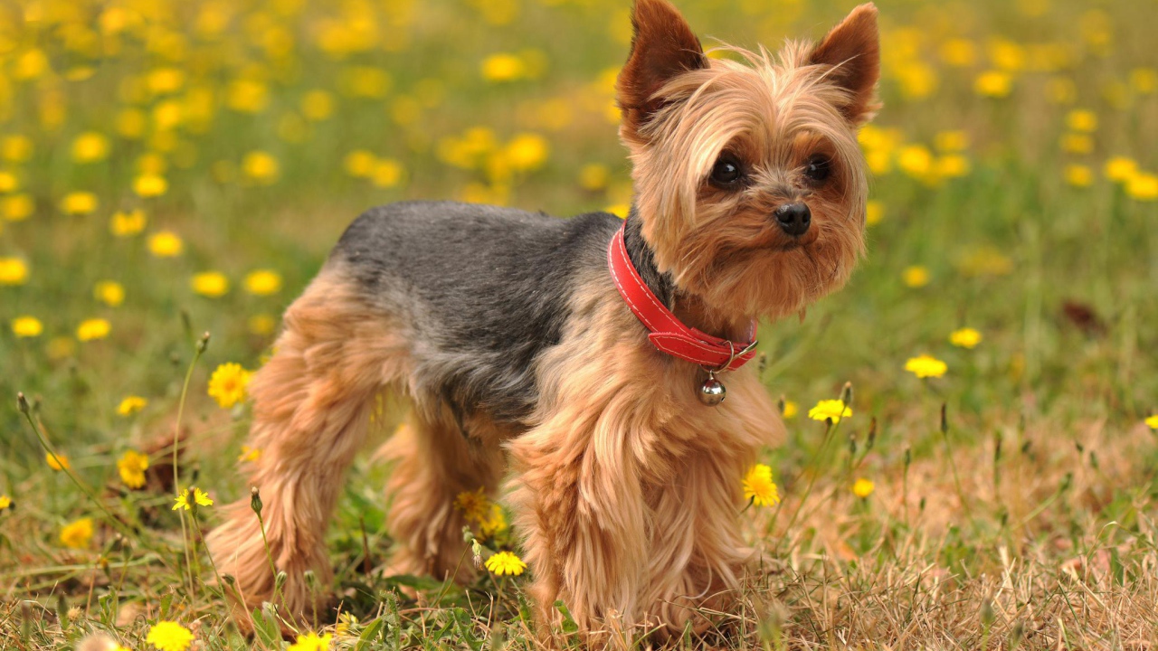 Йоркширский терьер на лугу