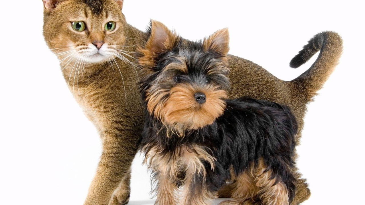 Йоркширский терьер рядом с котом