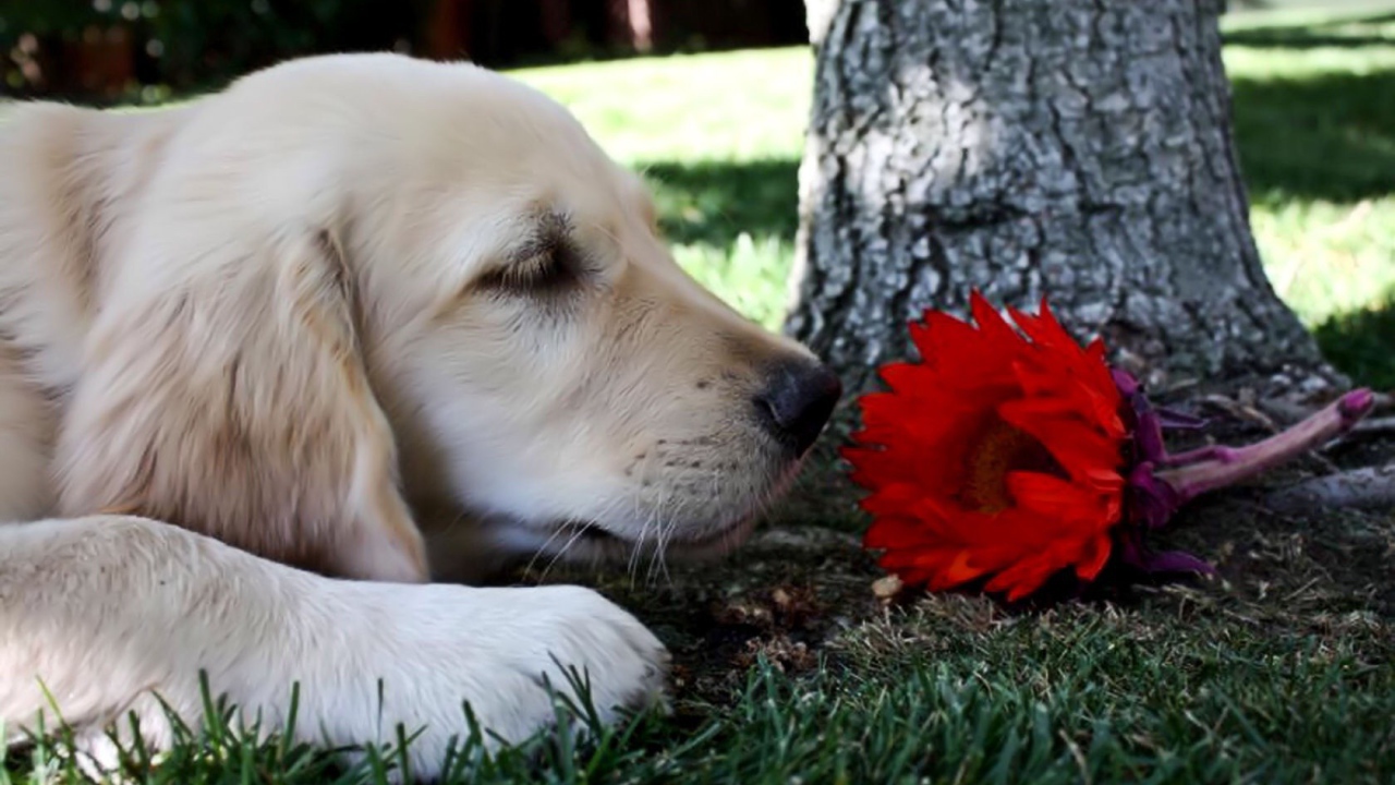 Собака нюхает цветок