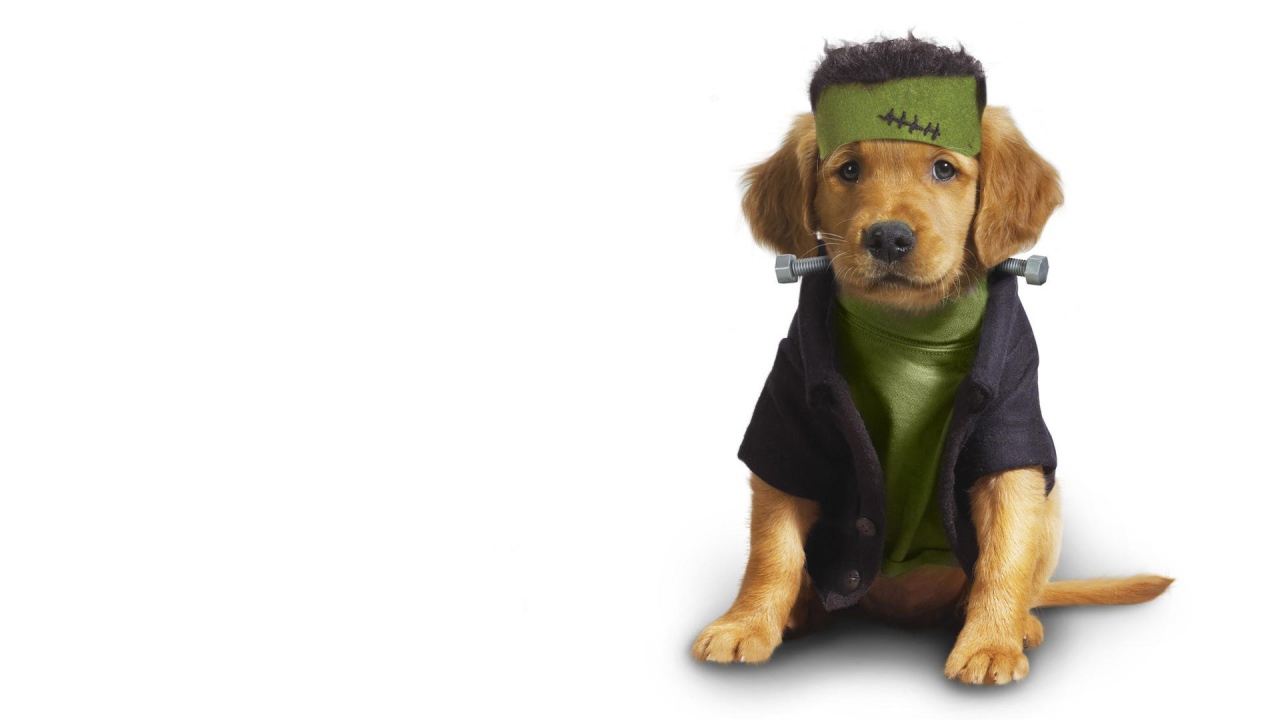 Собака в одежде
