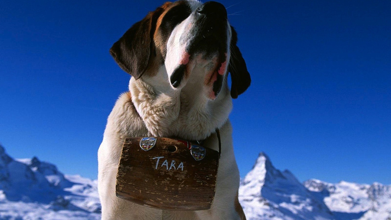 Собака горный спасатель