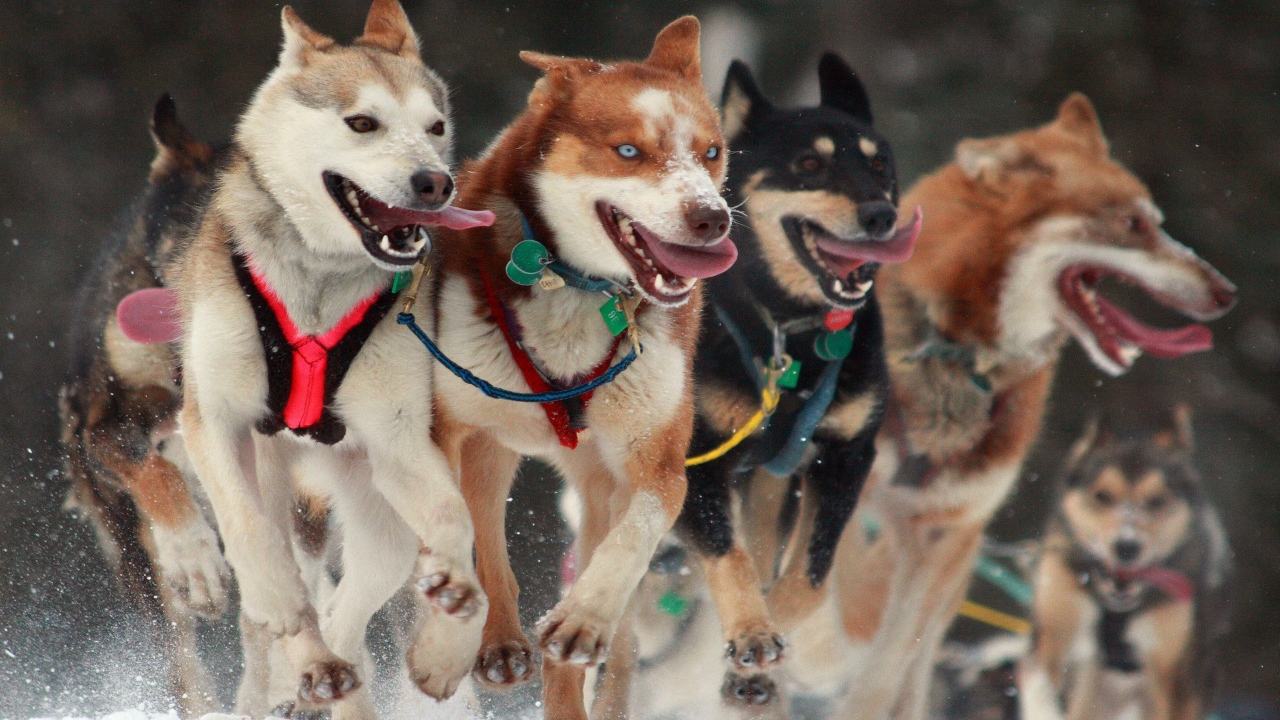 Собаки в упряжке